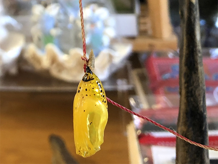沖縄 日本最大級の蝶 オオゴマダラ サナギ