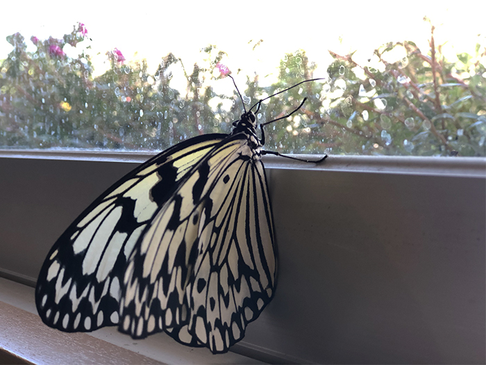 沖縄 日本最大級の蝶 オオゴマダラ